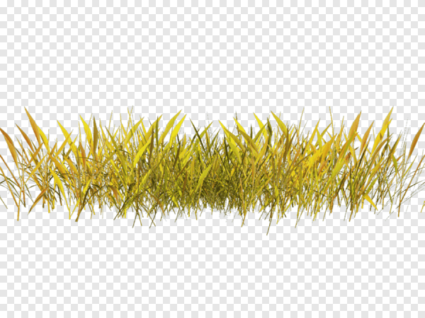 Осенняя трава