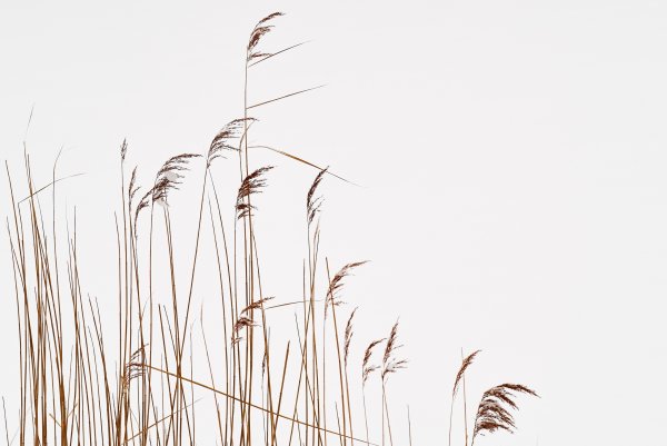 Тростник на белом фоне