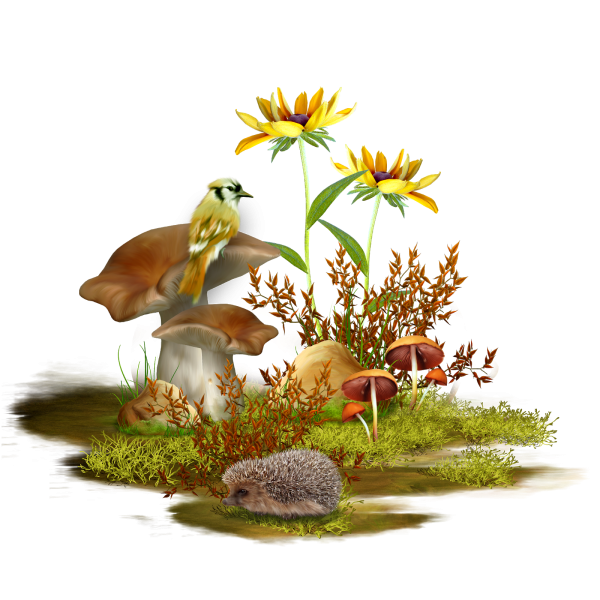 Лесная Полянка на прозрачном фоне