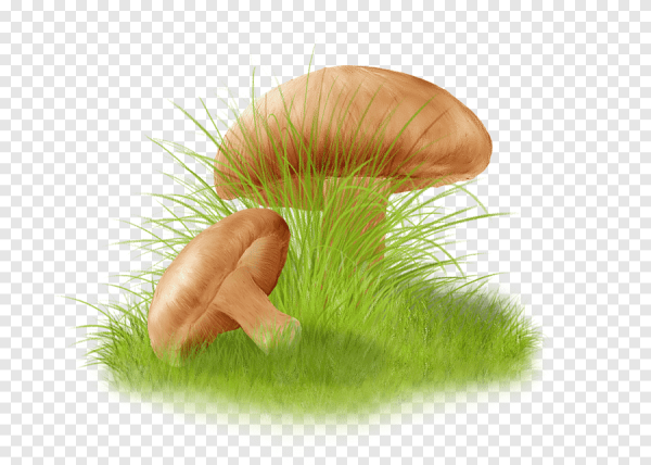 Грибы на прозрачном фоне