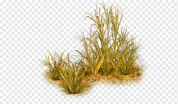 Трава картинка для детей