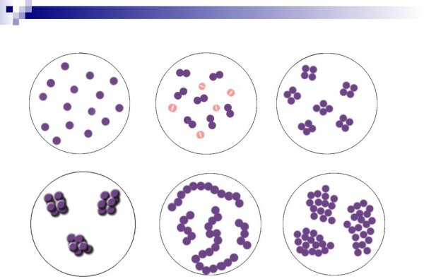 Микрококки диплококки стрептококки стафилококки