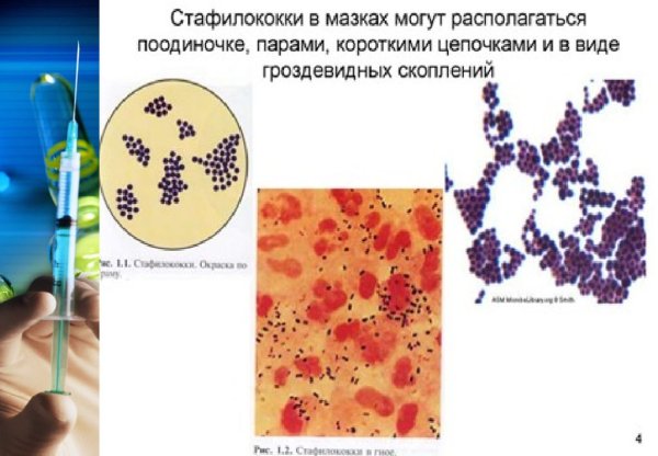 Стафилококки располагаются