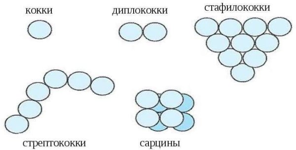 Стафилококки стрептококки диплококки сарцины