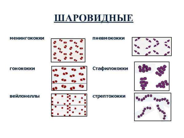 Менингококк форма бактерии