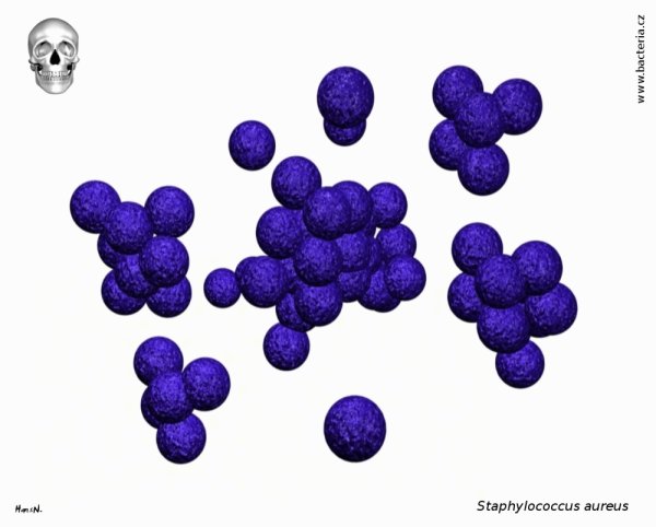 Микрококки диплококки стафилококки