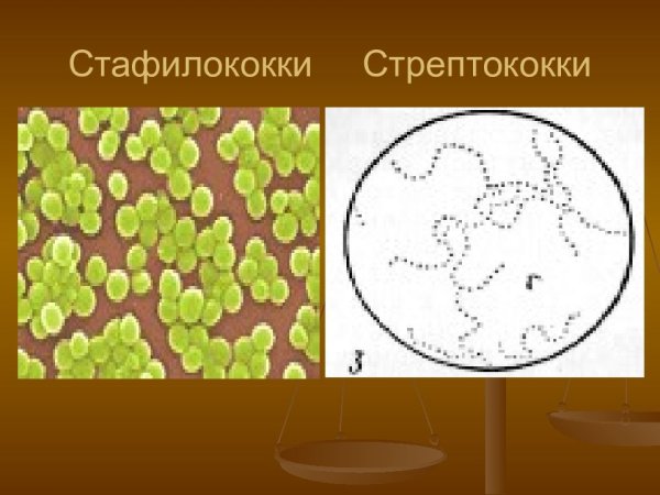 Пиогенные кокки микробиология