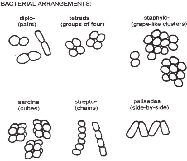Сарцины бактерии