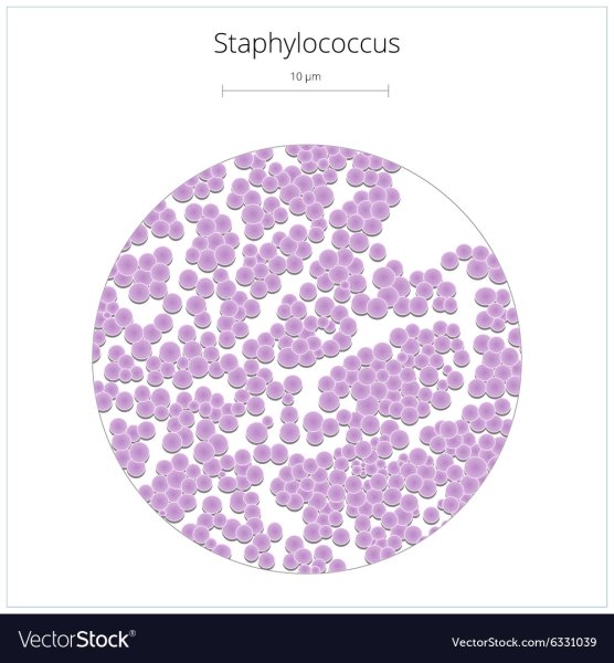 Стафилококк схема строения