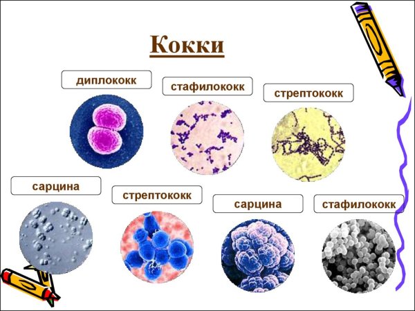 Форма бактерий кокки палочки извитые