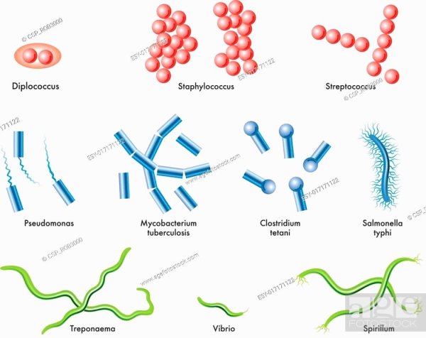 Форма бактерий кокки палочки извитые