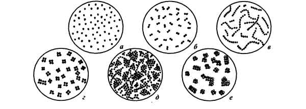 Золотистый стафилококк рисунок микробиология