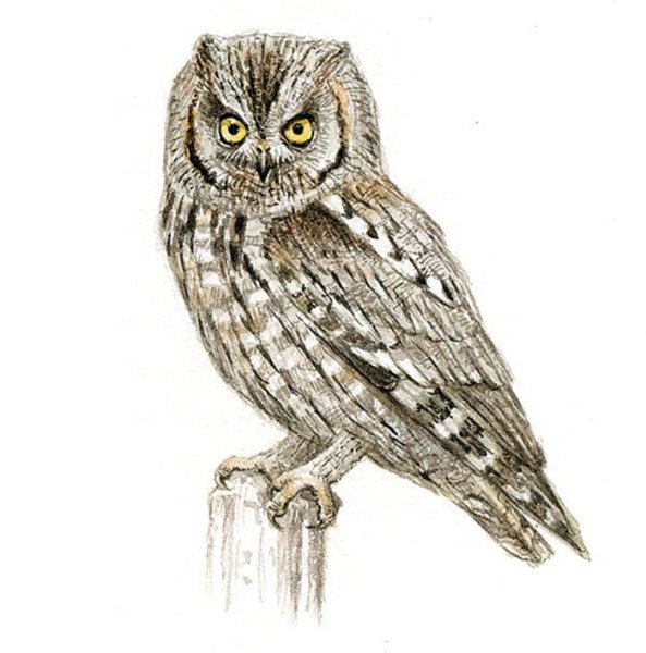 Сплюшка рисунок