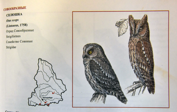 Сплюшка Сова краткое содержание