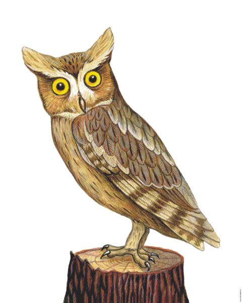 Филин рисунок