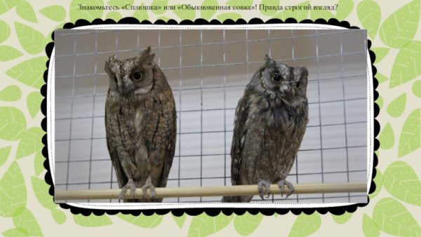 Сова сплюшка красная книга