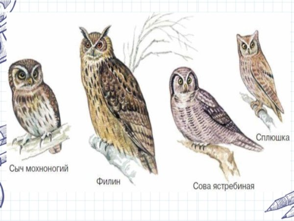 Отряд совиных представители названия