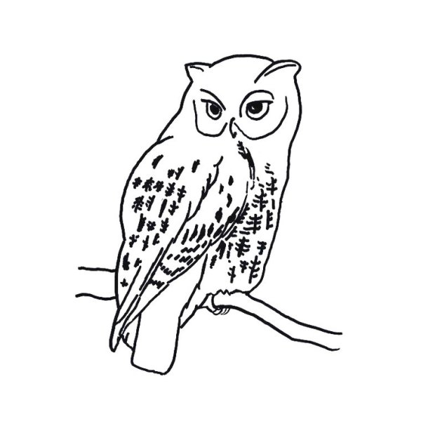 Белая Сова раскраска для детей
