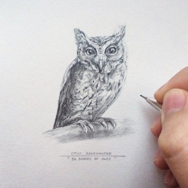 Сова сплюшка рисунок