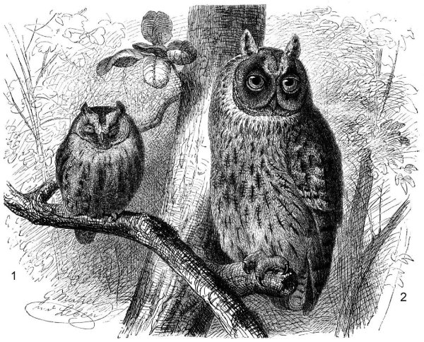 Сплюшка рисунок карандашом