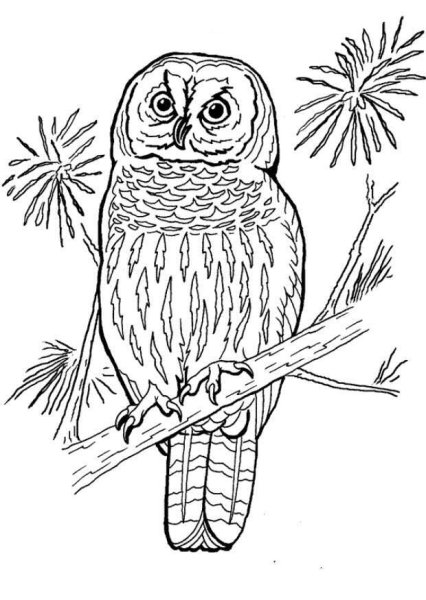 Сова на сосне раскраска