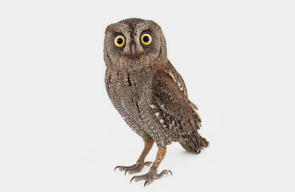 Сплюшка на белом фоне