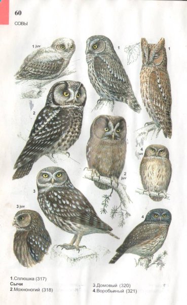 Отряд Совы Сыч