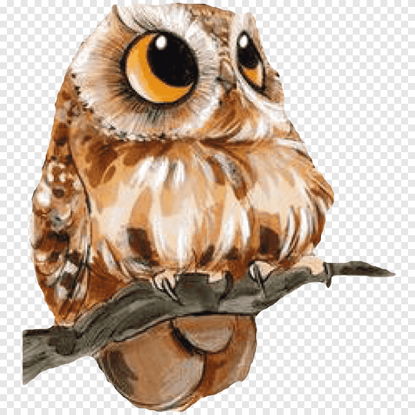 Сова рисунок
