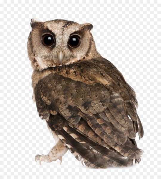 Сплюшка Otus SCOPS