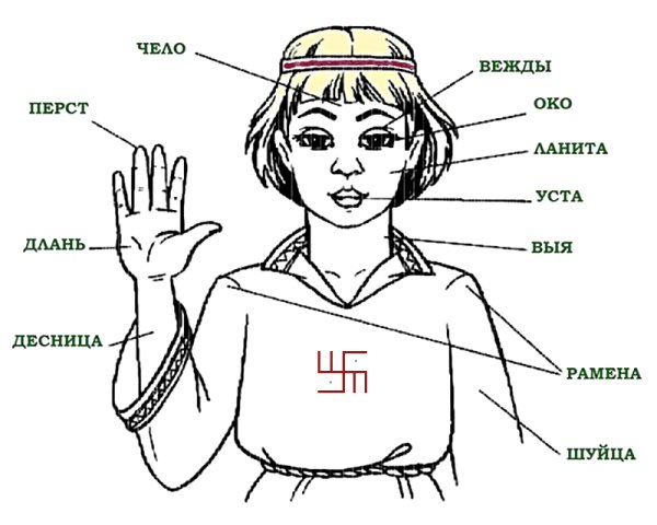 Старорусские названия частей тела