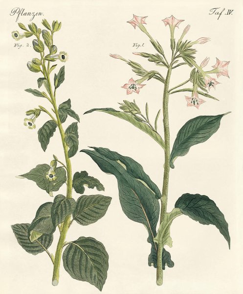 Гербарий табак