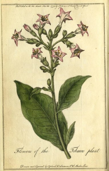 Табак махорка гербарий