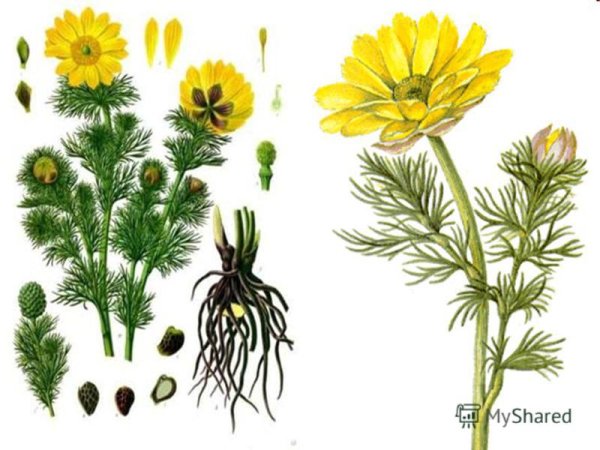 Стародубка адонис весенний