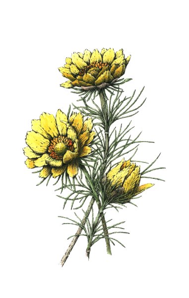 Адонис весенний ботаника