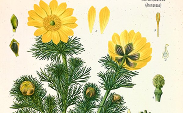 Адонис весенний (Adonis vernalis)