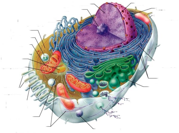Схема строения животной клетки