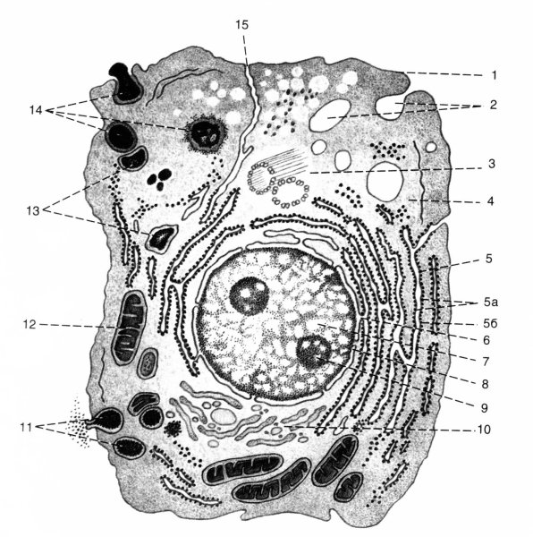 Схема ультрамикроскопического строения клетки