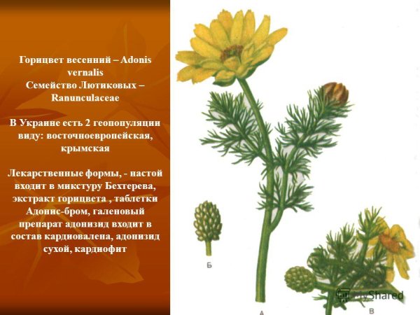 Адонис весенний