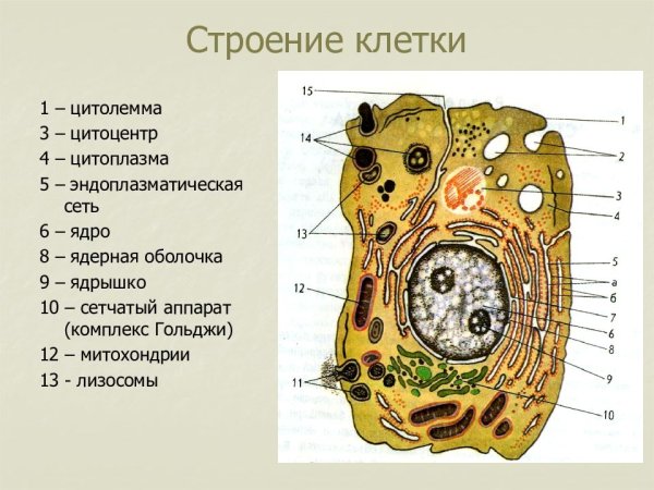 Основные части клетки анатомия