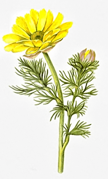 Адонис цветок Фармакогнозия