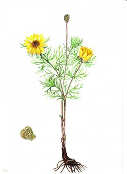 Адонис весенний Ботаническая иллюстрация