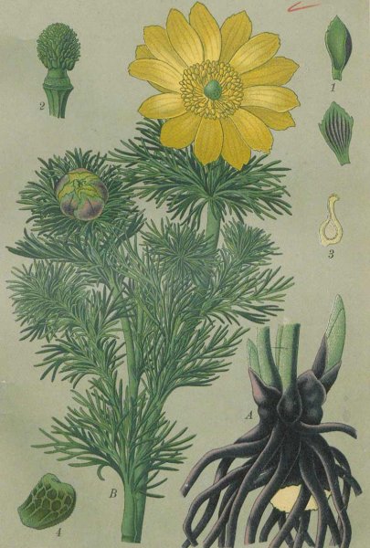 Адонис весенний зарисовать