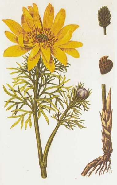 Адонис весенний ботаника