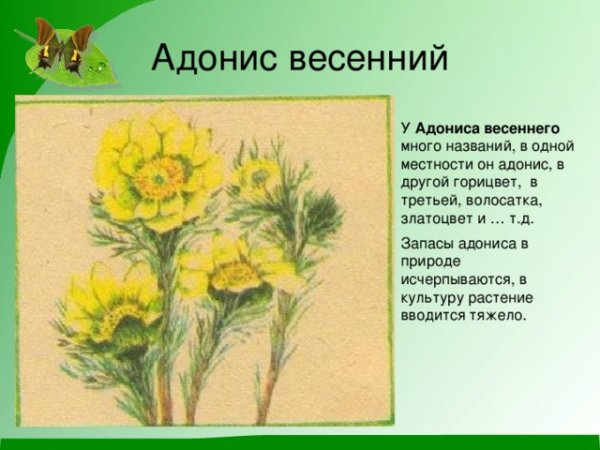 Адонис весенний Фармакогнозия