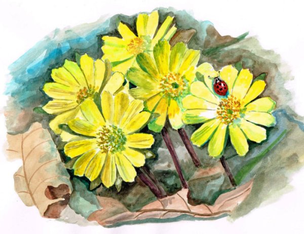 Адонис весенний