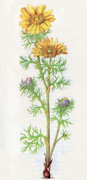 Адонис весенний Фармакогнозия