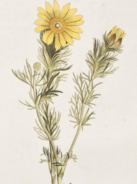 Трава Адониса весеннего