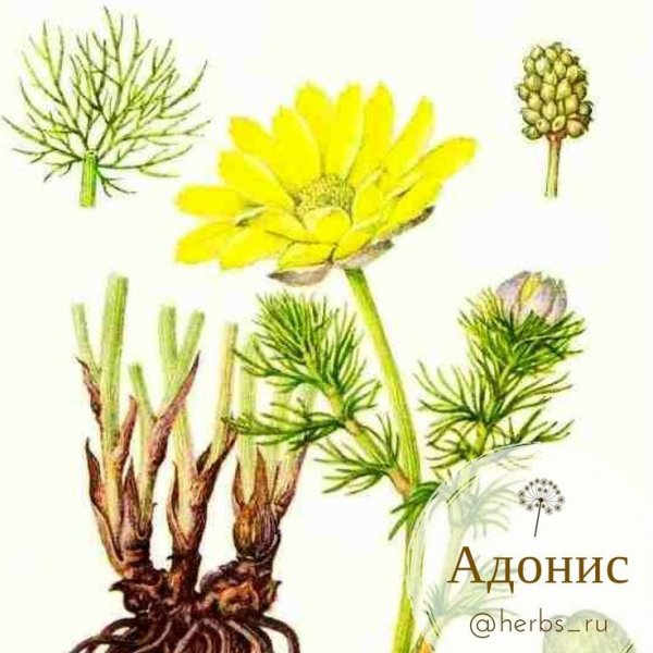 Адонис весенний Фармакогнозия