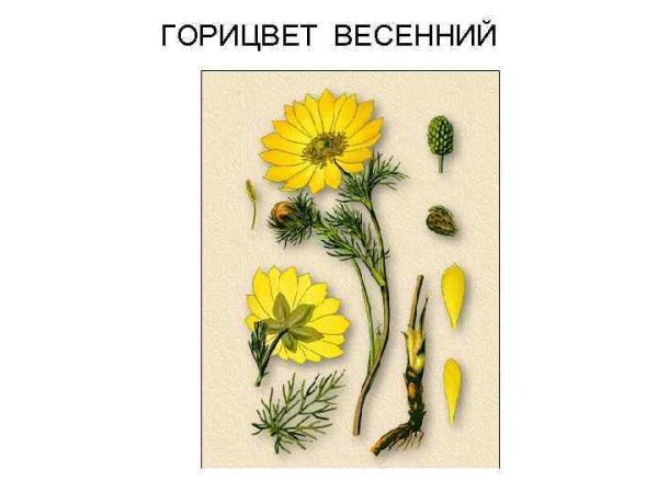 Адонис Волжский рисунок красками