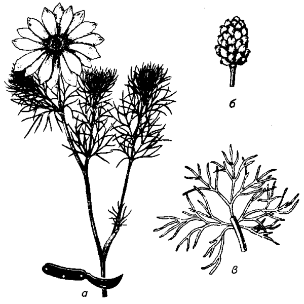 Адонис весенний плод растения